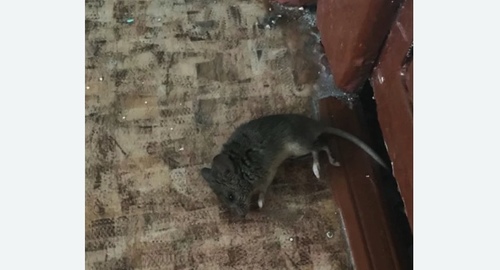 Дезинфекция от мышей в Камышине