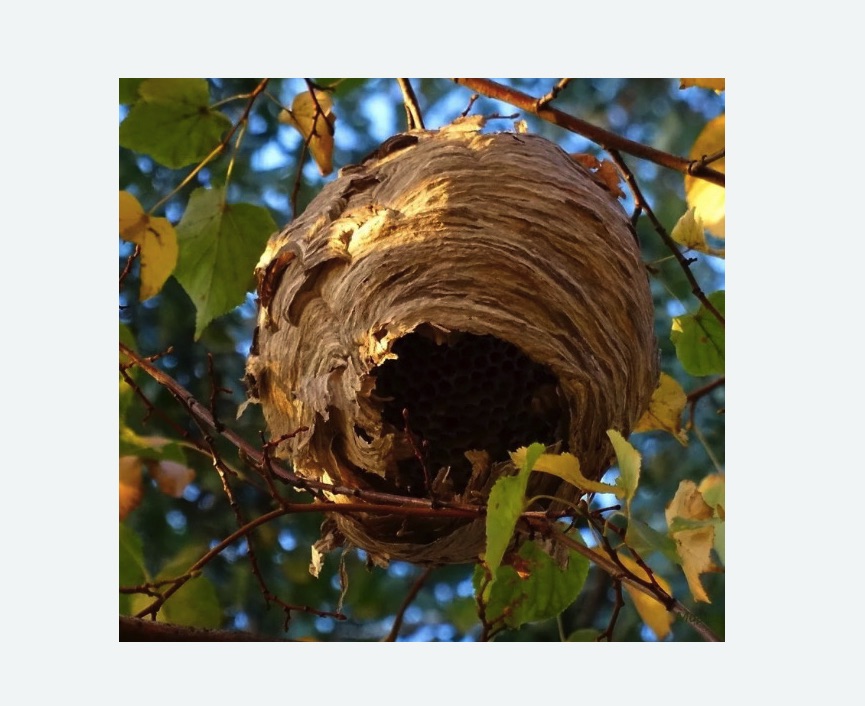 Обработка от шершней в Камышине