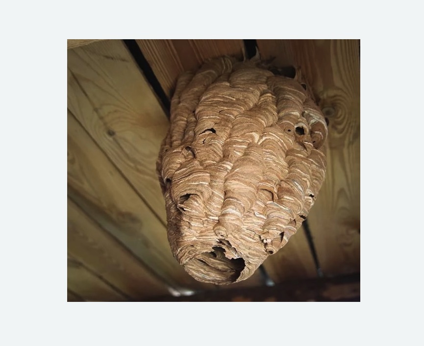 обработка от шершней в Камышине