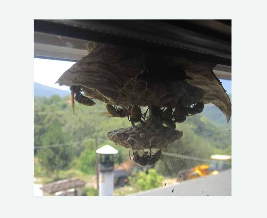 Уничтожение гнёзд шершней в Камышине