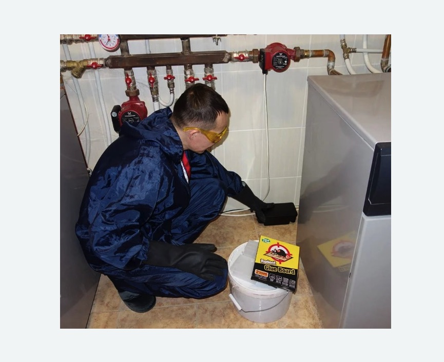 Уничтожение крыс в Камышине