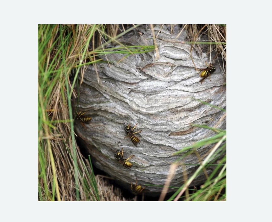 Уничтожение ос и ульев в Камышине